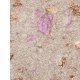 Dermacol - Moon Infinity Eyeshadow 4,5 g - 01